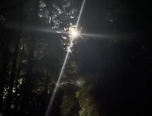 Jesus, the Model Servant